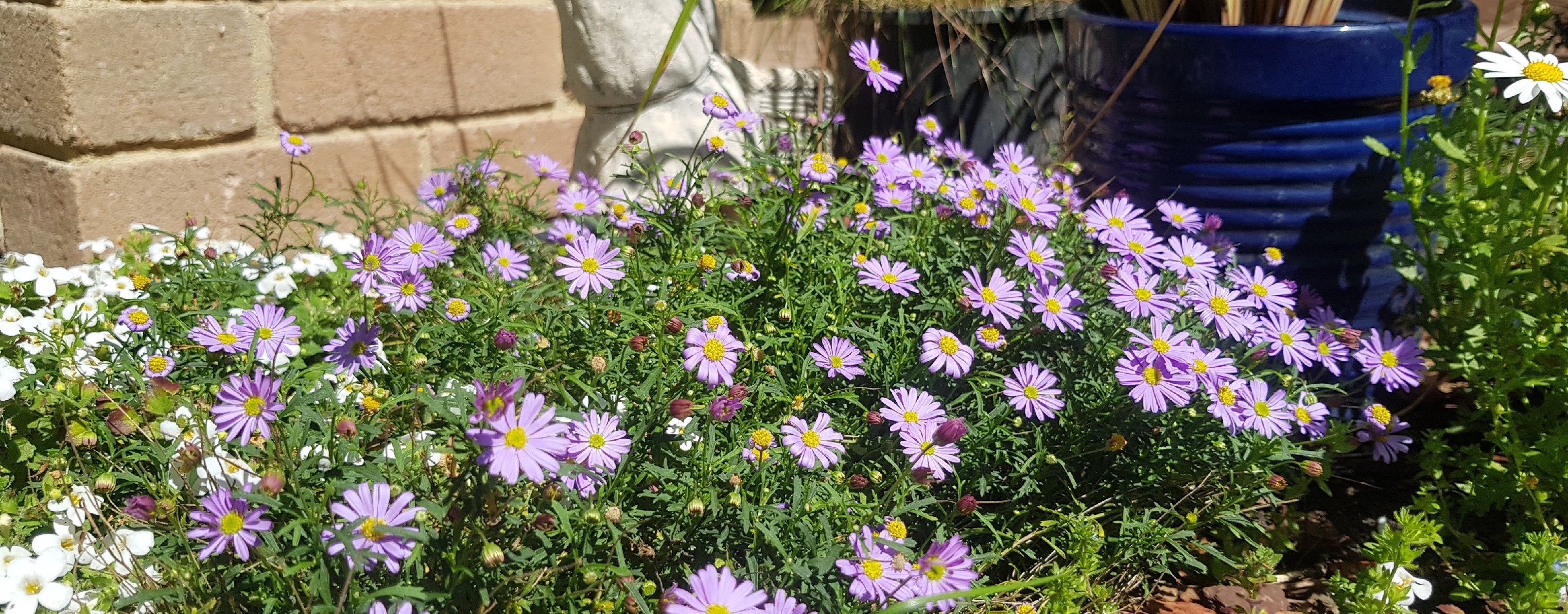 purple daisies in front of a brown brick wall