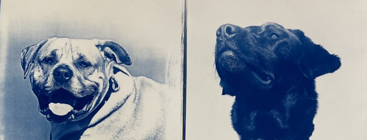 cynotype of two dogs