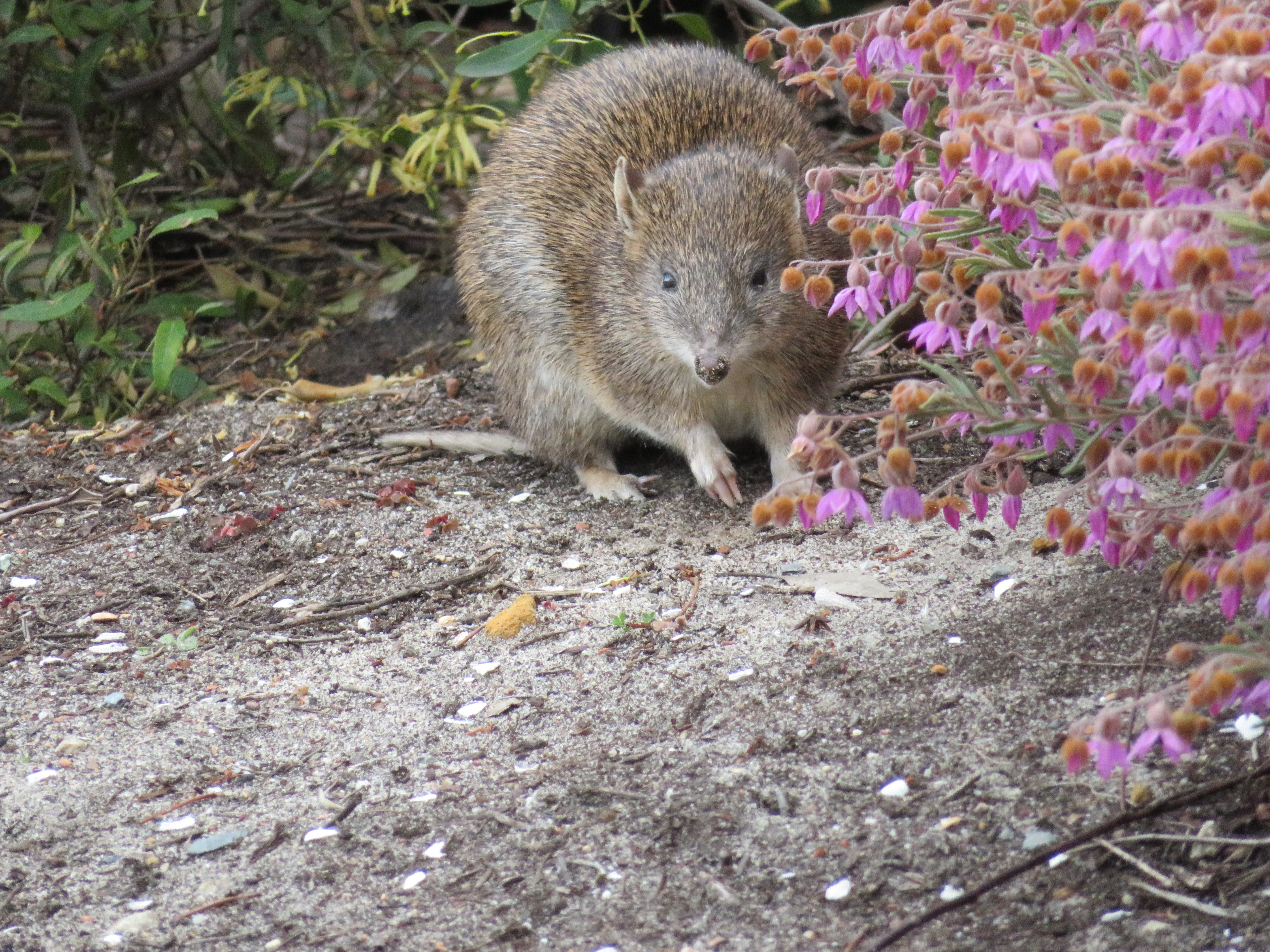 Southern Brown Bandicoot