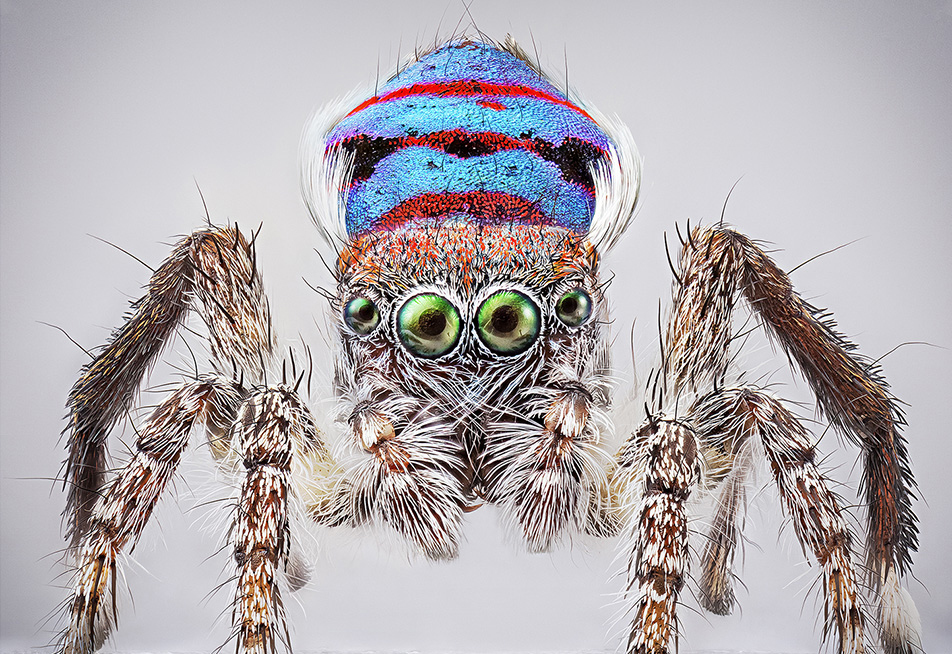 An Australian Maratus spider