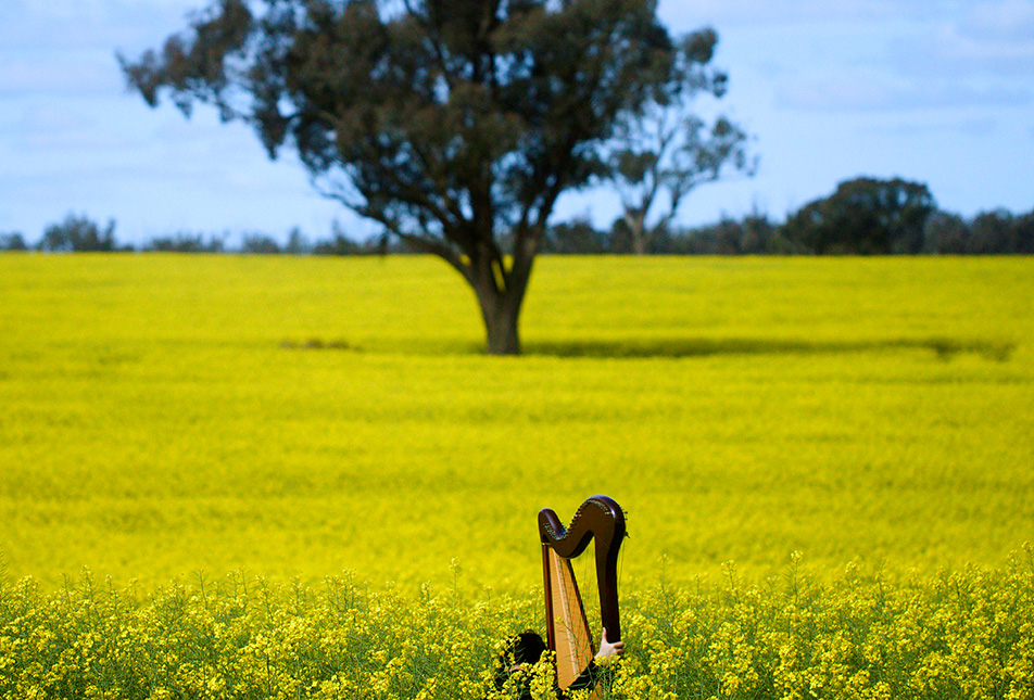 A harp sits in a field of yellow flowers