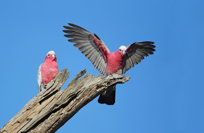 galah