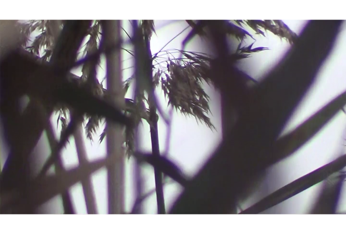 Sofie McClure, Look… the grass is singing, 2022