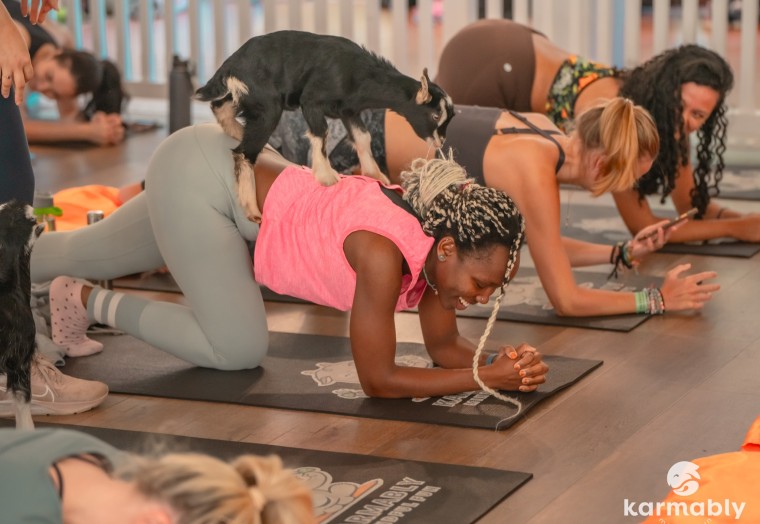 A person in a yoga pose with a baby goat on their back.