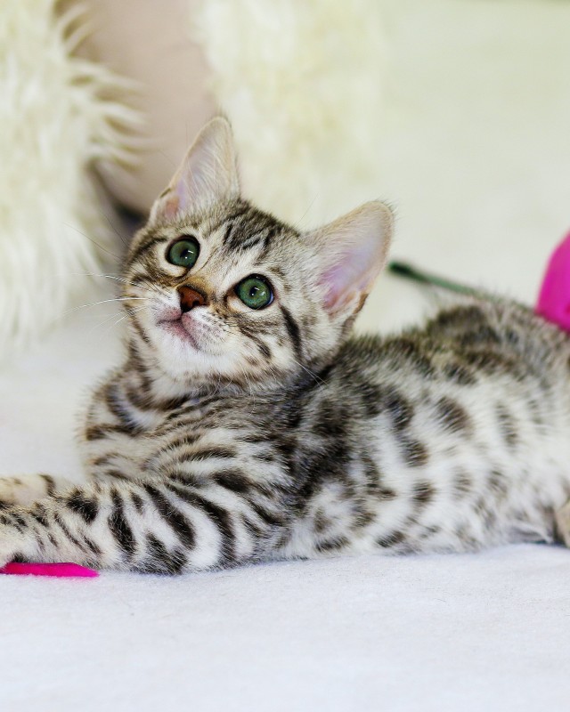 cat image