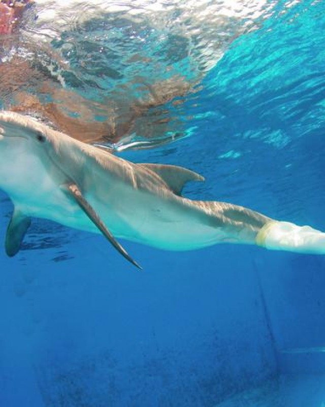 Dolphin Tale