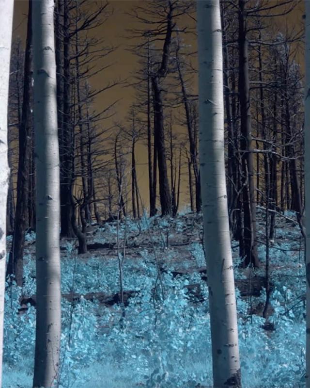Rebecca Najdowski, Another Nature