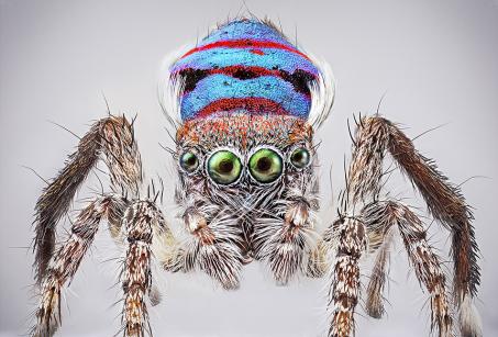 An Australian Maratus spider