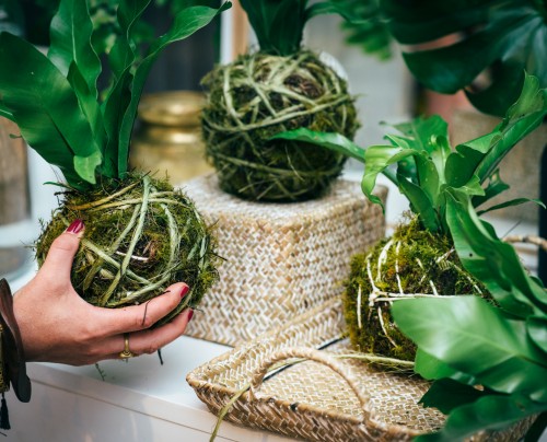 Kokedama