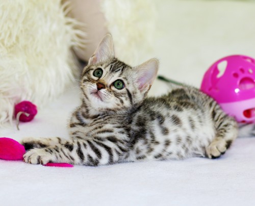 cat image
