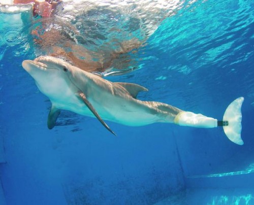 Dolphin Tale