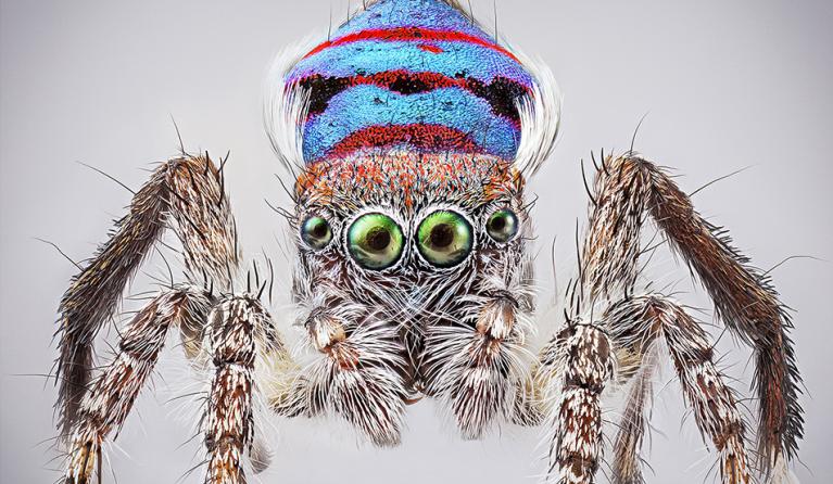 An Australian Maratus spider