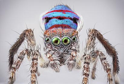 An Australian Maratus spider